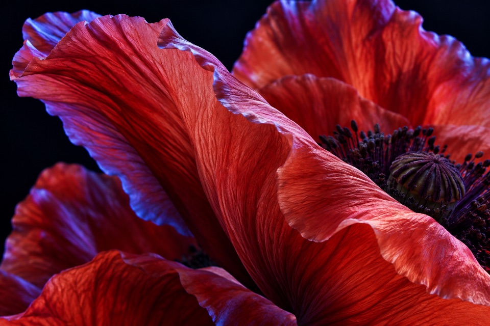 Sculptural red poppy petals in vivid close-up
